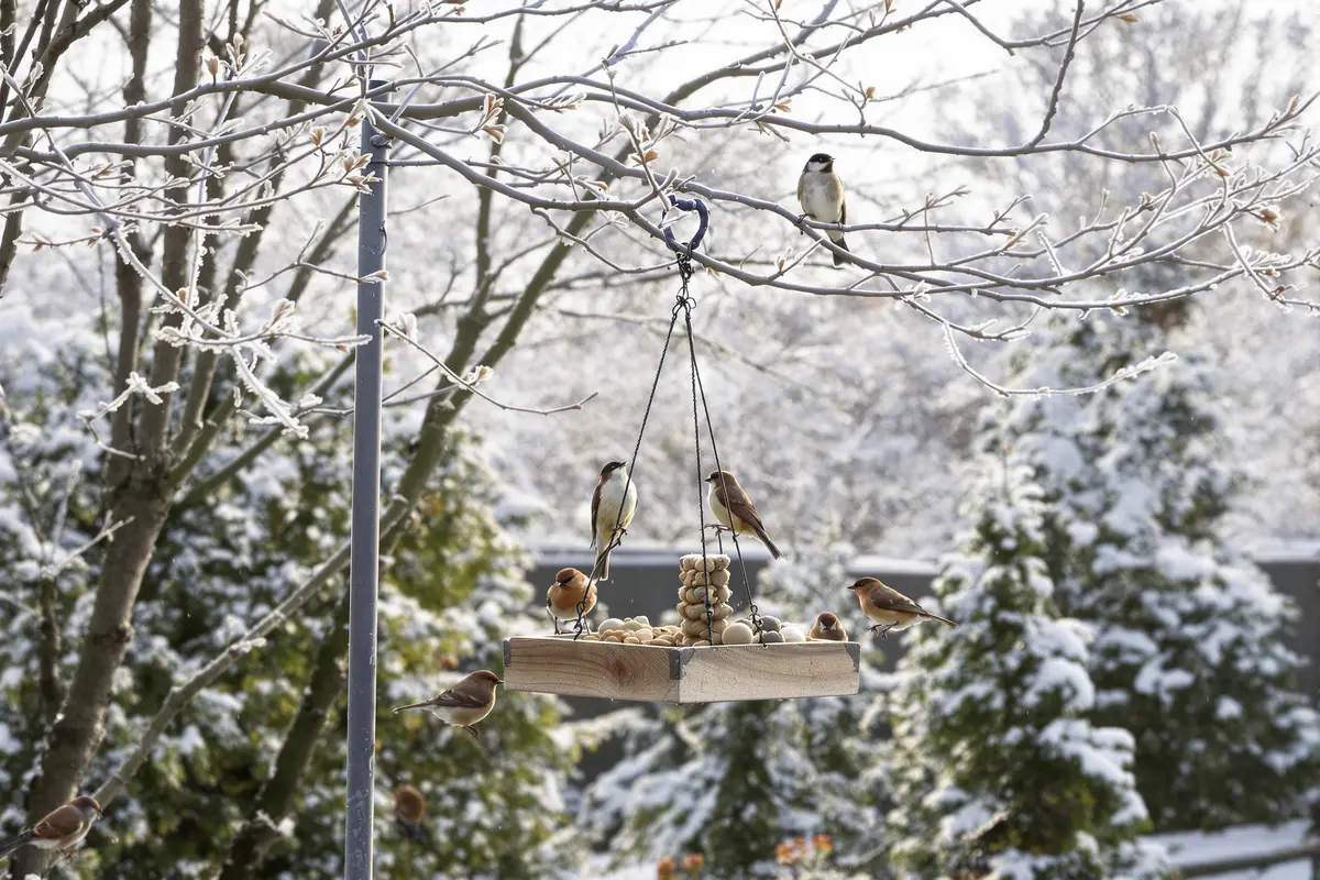 Vous nourrissez mal les oiseaux l’hiver ? Erreurs fréquentes à éviter absolument