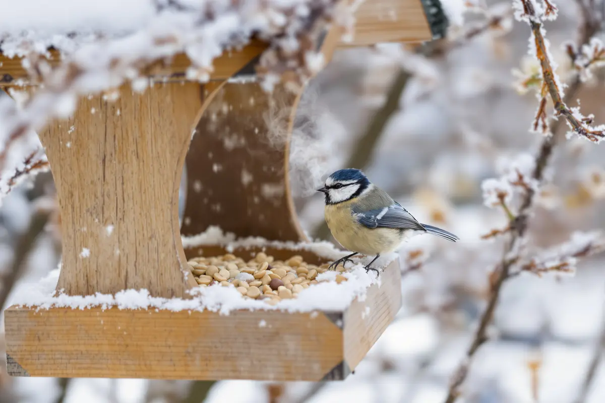 3 gestes tout simples qui sauvent les mésanges en hiver (le 2e va vous surprendre)
